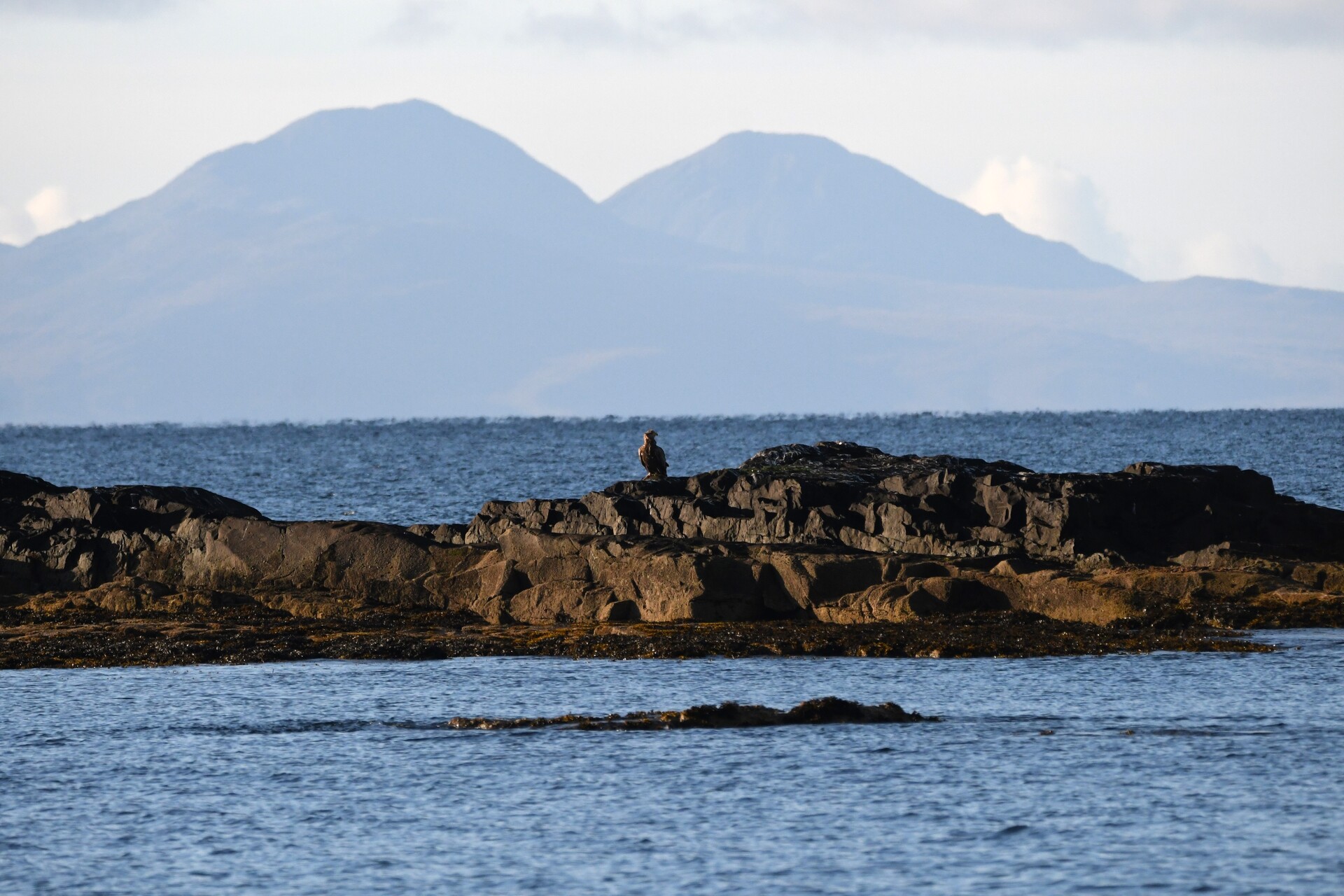 White Tailed Eagle Paps Of Jura 1366
