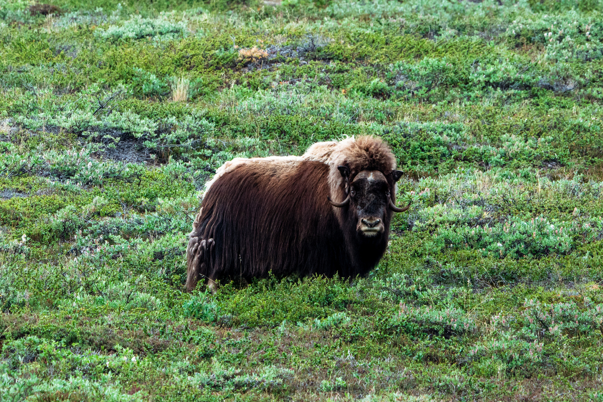 Musk Ox Greenland Tyson Mayr