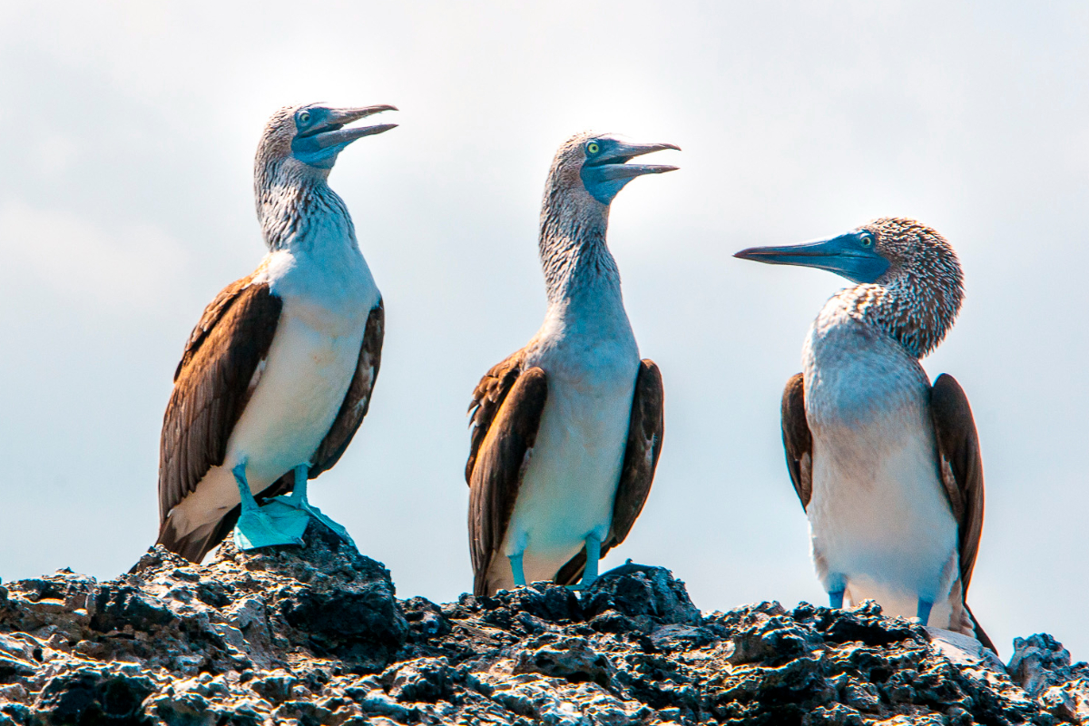 Ecuador Galapagos Three Blue Footed Boobies