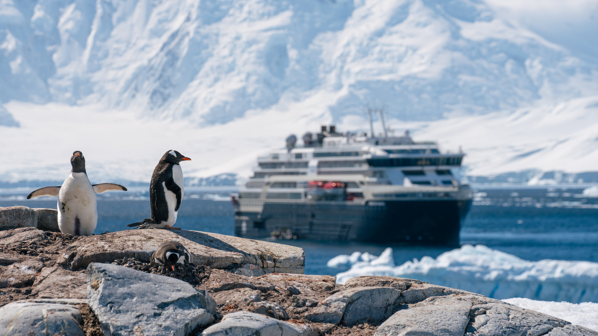 20251207 Antarctica Damoy Point Gentoo Penguins Kayfochtmann 2