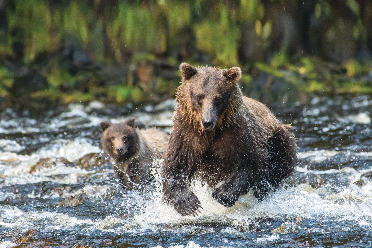 LEX US Alaska Lindblad Bear