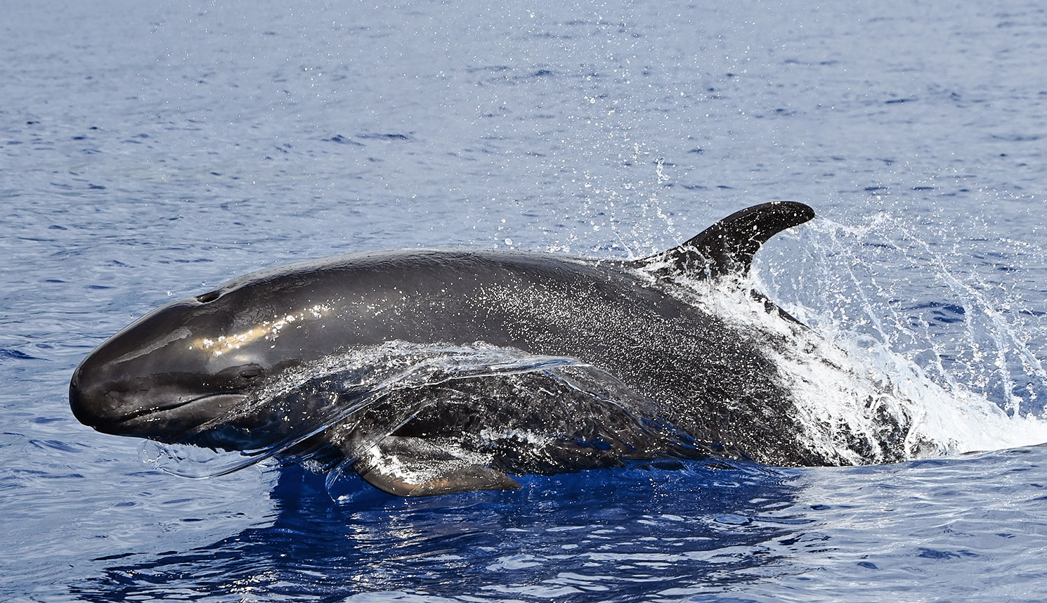 False Killer Whale Lobosonda Madeira Whale Heritage Area