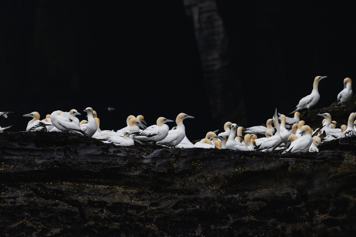 SSC Isle Of Noss Silversea