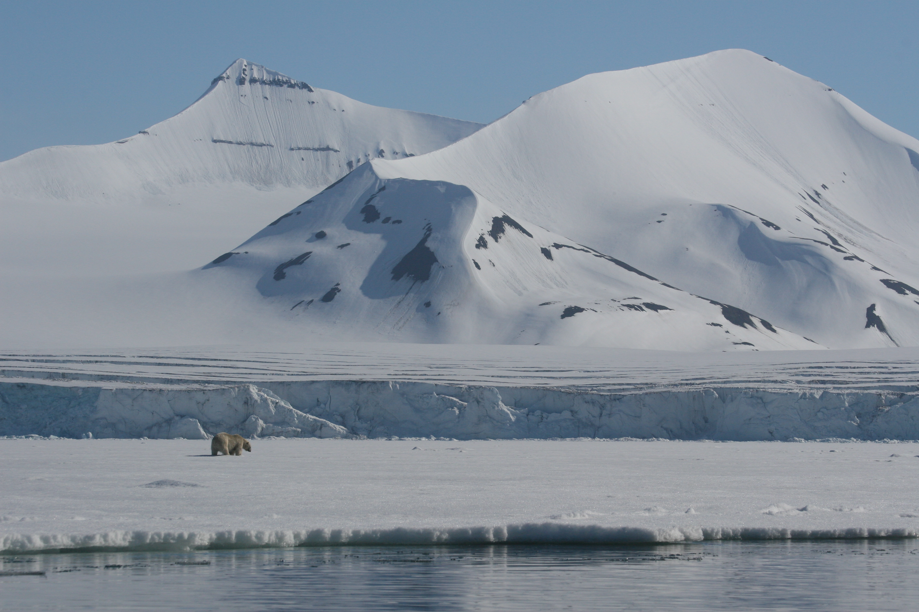 Polar Bear And Glacier Svalbard Mike Unwin