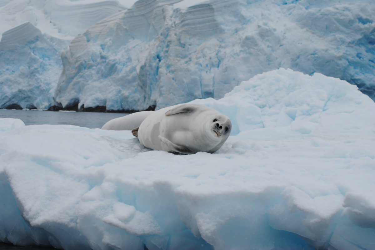 Crabeater Seal Oceanwide