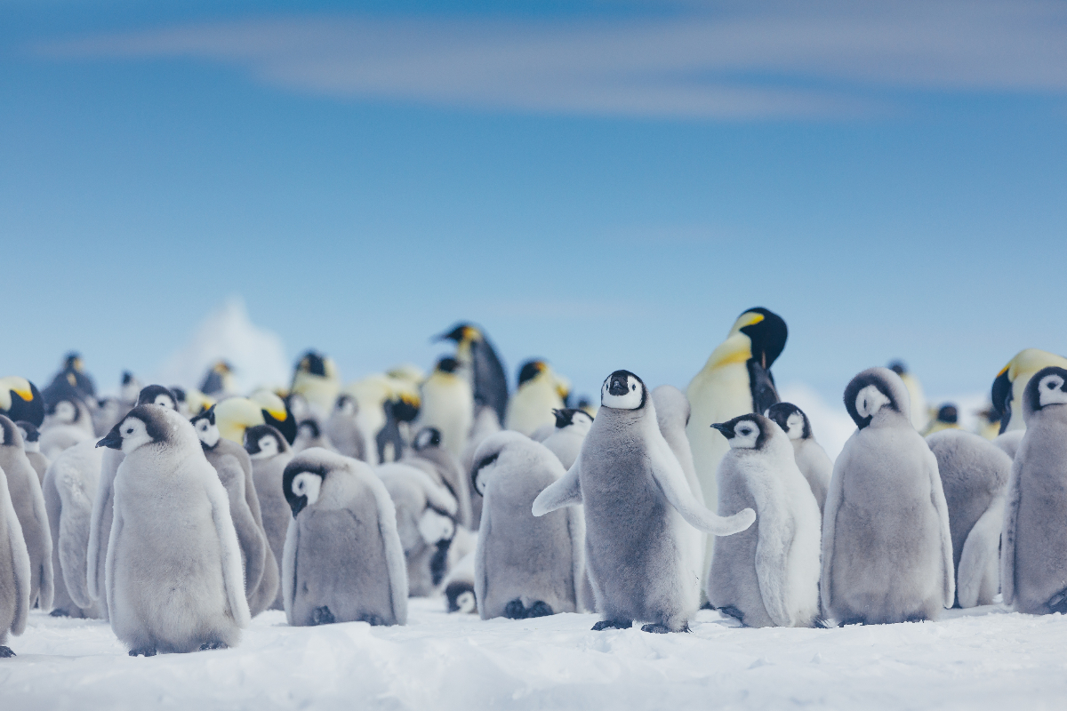 Emperor Penguins Snow Hill Quark David Merron