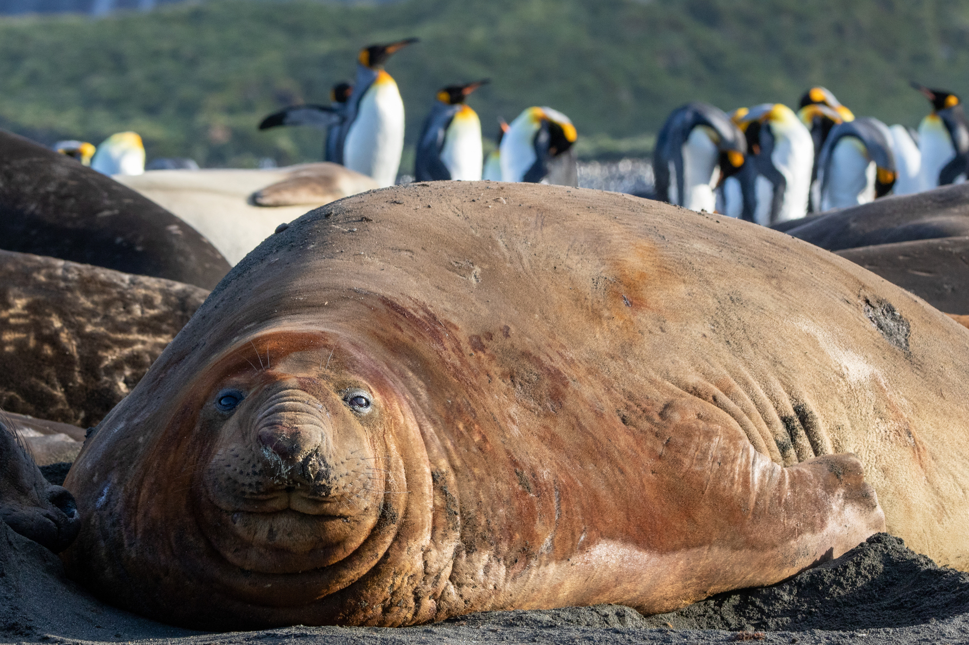 Rb King Penguins South Georgia Antarctica Jamie Lafferty Elephant Seal 913A4124 Copy 211