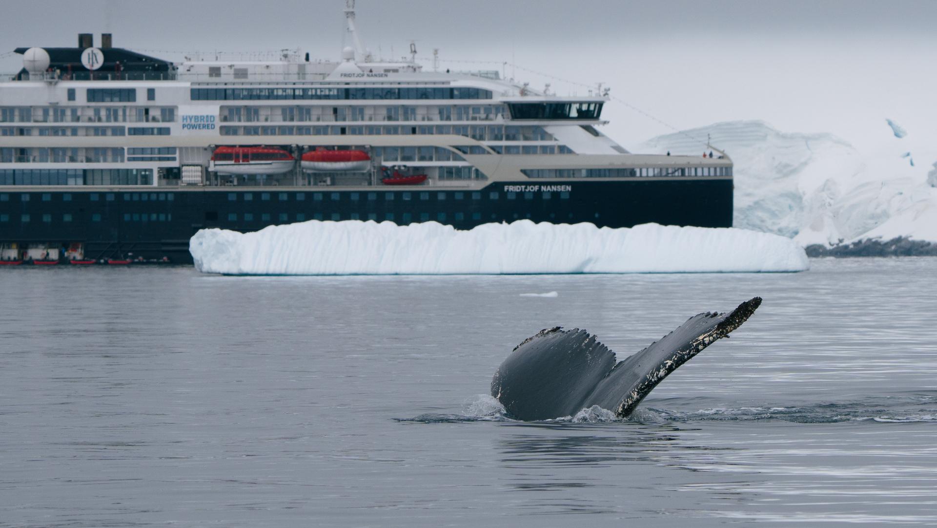 20251215 Antarctica Fournier Bay Humpback Whale Kayfochtmann 4
